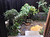 狭いスペースを最大限利用した小庭です。施主様が所有しておられた水鉢、自然石、植木を使用しました。
